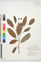 藏品(銀柴)的圖片