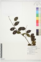 藏品(密毛假黃楊)的圖片