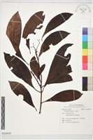 藏品(九節木)的圖片