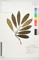 藏品(月桂葉灰木、蕘花葉灰木)的圖片