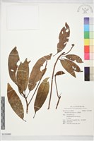 藏品(假蘋婆)的圖片