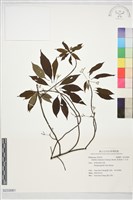 藏品(毛茶)的圖片