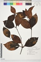 藏品(及己)的圖片