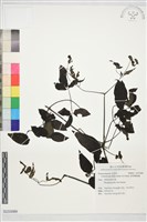 藏品(裂葉鐵線蓮)的圖片