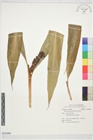 藏品(箭桿風)的圖片