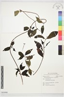 藏品(毛玉葉金花)的圖片