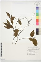 藏品(五列木)的圖片