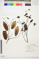 藏品(假鷹爪)的圖片