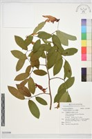 藏品(假鷹爪)的圖片