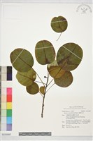 藏品(圓葉烏臼)的圖片