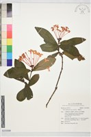 藏品(仙丹花、龍船花)的圖片