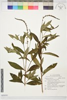 藏品(星宿菜)的圖片