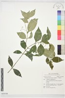 藏品(亮葉衛矛、中華衛矛)的圖片