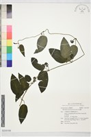 藏品(絨毛芙蓉蘭)的圖片