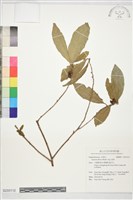 藏品(銀柴)的圖片