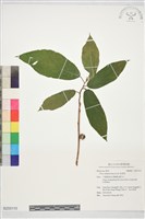 藏品(粗葉榕)的圖片