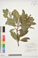 藏品(木荷)的圖片