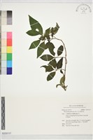 藏品(毛玉葉金花)的圖片