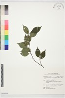 藏品(燈稱花、烏雞骨)的圖片