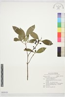 藏品(狗骨仔)的圖片