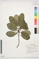 藏品(潺槁樹)的圖片