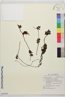 藏品(日本菟絲子)的圖片