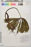 藏品(蓬萊天南星)的圖片