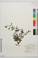 藏品(臺灣附地草)的圖片