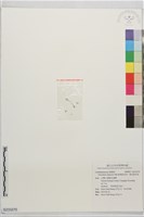 藏品(齒萼挖耳草、紫花挖耳草)的圖片