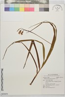 藏品(白及)的圖片