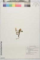 藏品(喜岩堇菜)的圖片