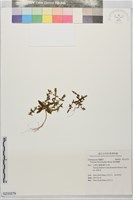 藏品(黃斑龍膽)的圖片