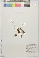 藏品(川上氏堇菜)的圖片