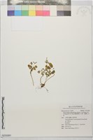 藏品(鐵線蕨葉人字果、臺灣人字果)的圖片
