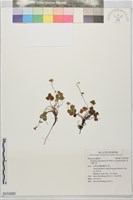 藏品(高山翻白草)的圖片