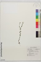 藏品(細葉金絲桃)的圖片
