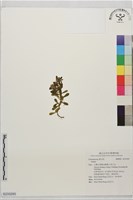 藏品()的圖片