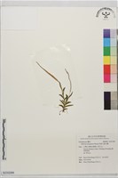 藏品(阿里山莪白蘭)的圖片