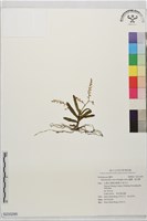 藏品(蘆蘭、羞花蘭)的圖片