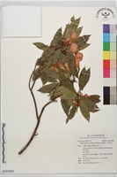 藏品(西施花、青紫木)的圖片