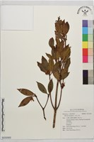 藏品(白花八角)的圖片