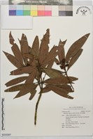 藏品(假長葉楠)的圖片
