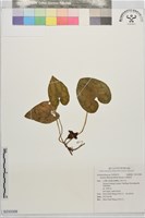 藏品(白斑細辛)的圖片
