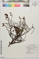 藏品(雀梅藤)的圖片
