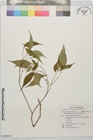 藏品(深山野牡丹)的圖片