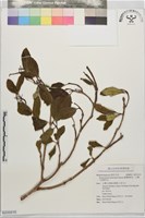 藏品(臺灣厚距花、台灣大蕊野牡丹)的圖片