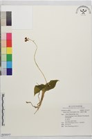 藏品(齒唇羊耳蒜、齒唇羊耳蘭)的圖片