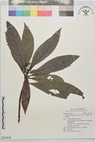 藏品(九節木、牛屎烏、青龍吐霧)的圖片