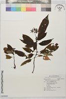 藏品(水冠草)的圖片