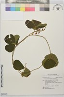 藏品(田代氏乳豆)的圖片